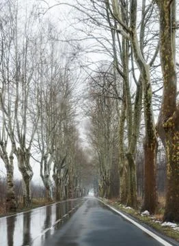 Trees along the roadsides. Photos