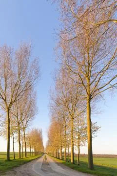 Trees along a rural empty road Stock Photos