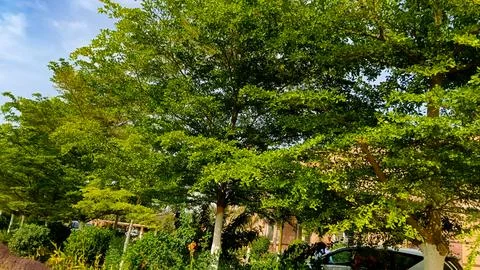 Trees along side the road, tree branches Stock Photos
