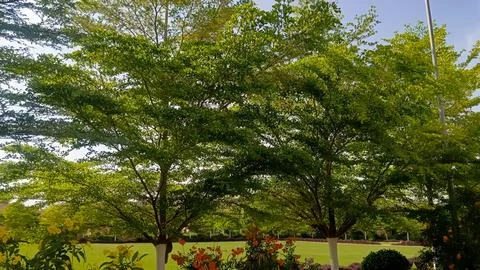 Trees along side the road, tree branches Stock Photos