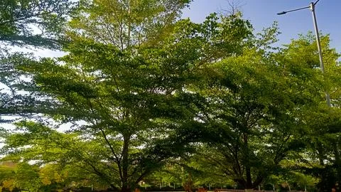 Trees along side the road, tree branches Stock Photos