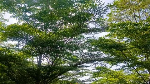 Trees along side the road, tree branches Stock Photos
