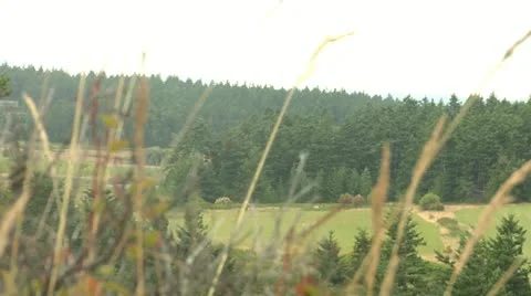 Trees Along the Skyline Stock Footage 11856026