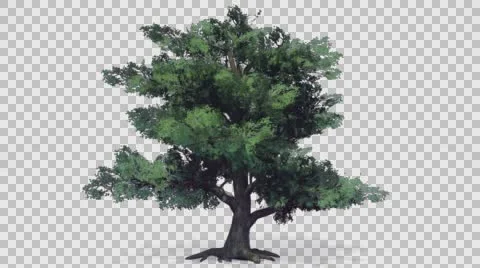 Trees with Alpha Stock Footage 65013554