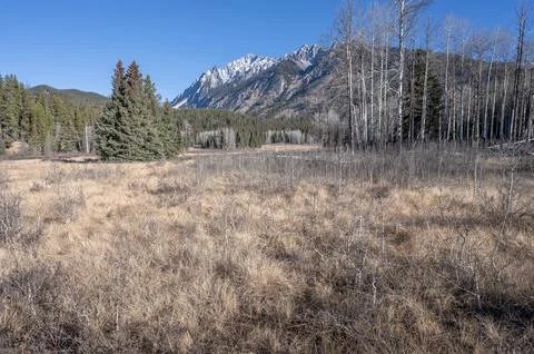 Trees in an Alpine Meadow Stock Photos