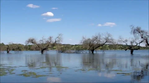 Trees in Alqueva lake Stock Footage 23116732