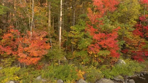 Trees alternating colors between red and green viewed by drone Stock Footage 119218763