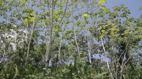 Trees in the Amazon jungle shot from a boat Stock Footage 46624555