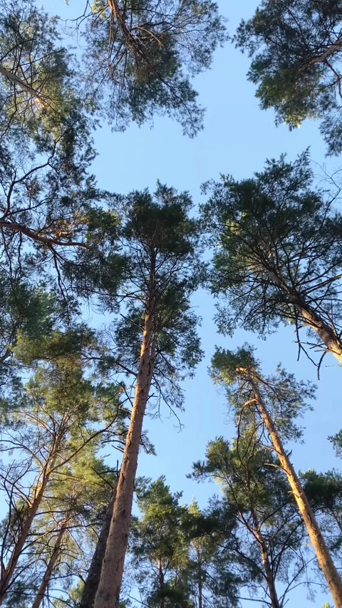 Trees amidst a clear blue sky. Vertical video Stock Footage 282182193