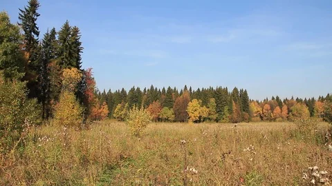 Trees among a grass on a forest glade in the fall Stock Footage 73685446