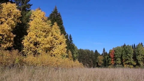 Trees among a grass on a forest glade in the fall Stock Footage 73685471