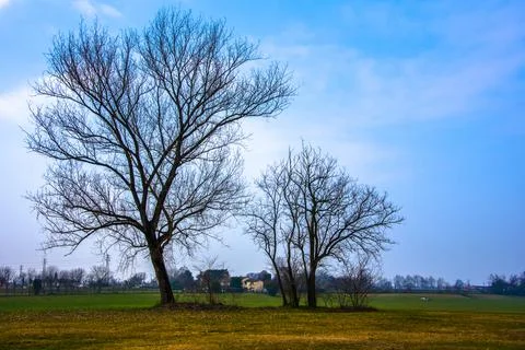 Trees among the winter meadows Stock Photos