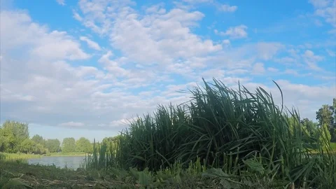 Trees and algae on shore of pond on a summer day Stock Footage 82369218