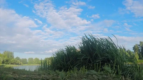 Trees and algae on shore of a pond on a summer day Stock Footage 82369229