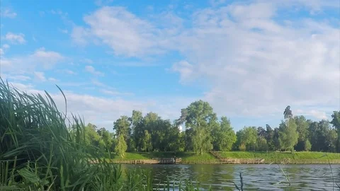 Trees and algae on shore of pond on summer Stock Footage 82369621