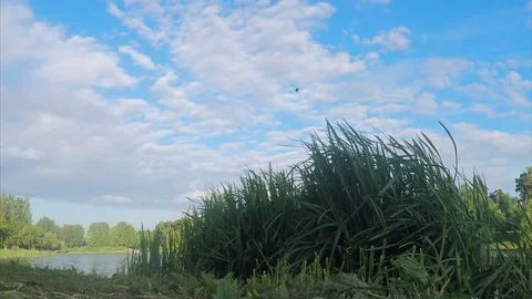 Trees and algae on the shore of a pond on a summer day Stockbeeldmateriaal 82370579