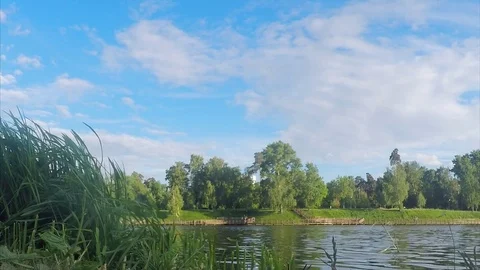 Trees and algae on shore of a pond on summer Vidéo 82370681
