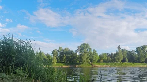 Trees and algae on shore of a pond on summer day Stockbeeldmateriaal 82370806