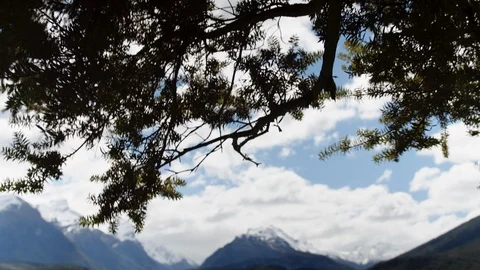 Trees and alpine mountains, tilting down camera move Stock Footage 89573075
