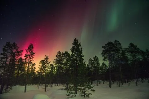 Trees And Aurora Rays Stock Photos