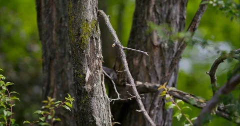 Trees and barries in the forest 4k 50P Video stock 108577484