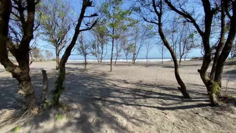 The Trees and the beach Stock Footage 144098656