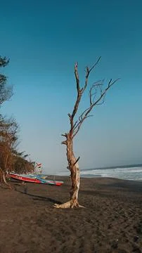 Trees and beaches Stock Photos