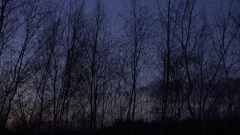 Trees and birds flying in the evening light England UK 4K Stock Footage 147963934