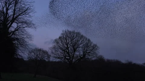Trees and birds flying in the evening in amazing numbers England murmuration Stock Footage 169772486