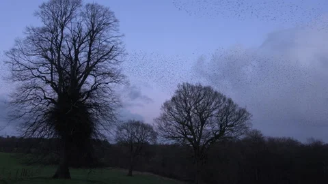 Trees and birds flying in the evening in amazing numbers England murmuration Video stock 169772785