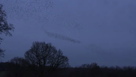 Trees and birds flying in the evening light England awesome nature UK 4K Stock Footage 170158086