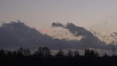 Trees and birds flying in the evening light England awesome nature UK 4K 스톡 동영상 204862040