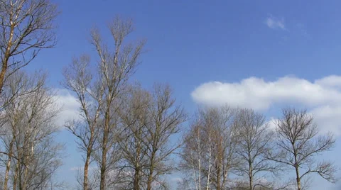 Trees and  blue sky with clouds. Time lapse landscape Stock Footage 37823589