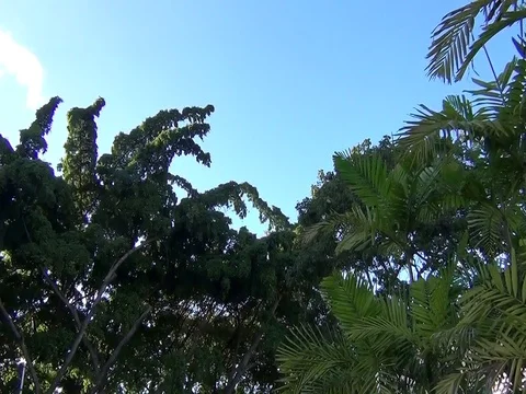 Trees and Blue Sky Stock Footage 100860524