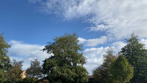 Trees and blue sky Stock Footage 118158252
