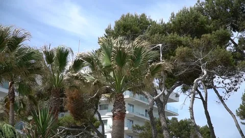 Trees and blue sky Stock Footage 128351914