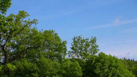 Trees and a blue sky Stock Footage 135247985