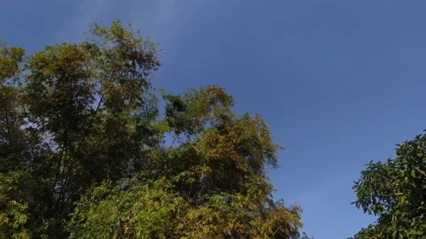 Trees and blue sky. Stock Footage 202252721