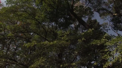 Trees and the blue sky Video stock 316256843