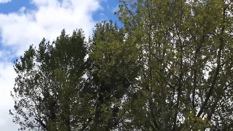 Trees and Blue Sky Stock Footage 344806370