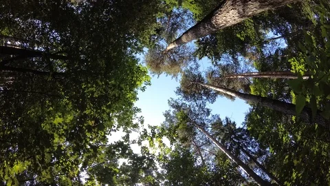 Trees and blue sky. Looking up at the sky in the forest. Video stock 114650611