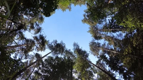Trees and blue sky. Looking up at the heart-like sky in the forest. 4K Video stock 114650617