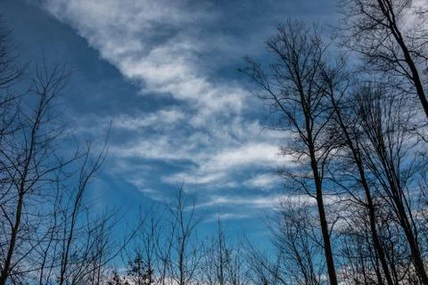 Trees and the blue sky in the middle of the forest Stock Photos
