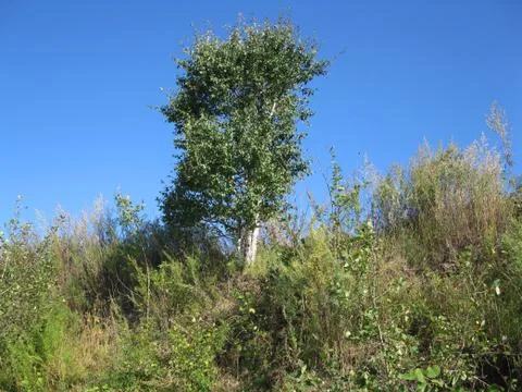 Trees and blue sky Stock Photos