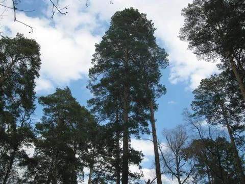 Trees and blue sky Stock Photos