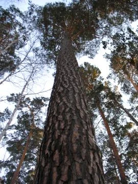 Trees and blue sky Stock Photos
