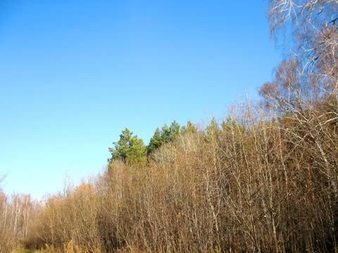 Trees and blue sky Stock Photos