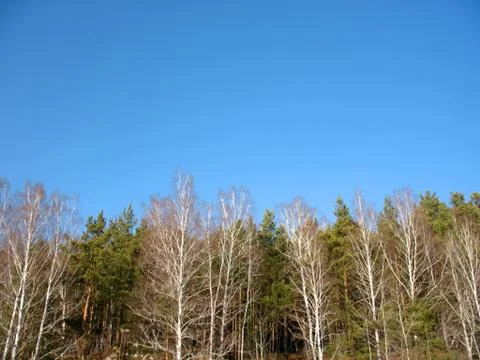 Trees and blue sky Stock Photos