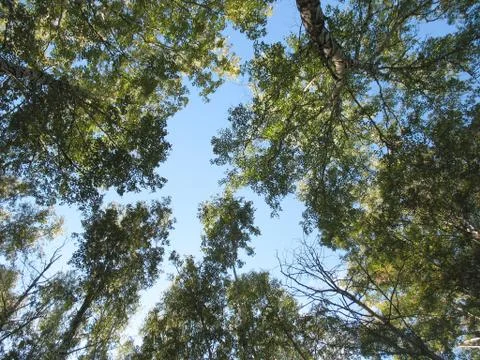 Trees and blue sky Stock Photos