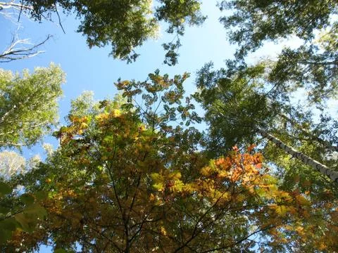 Trees and blue sky Stock Photos